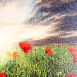 LAMINADO UV PIEL, 104 cm x 50 m